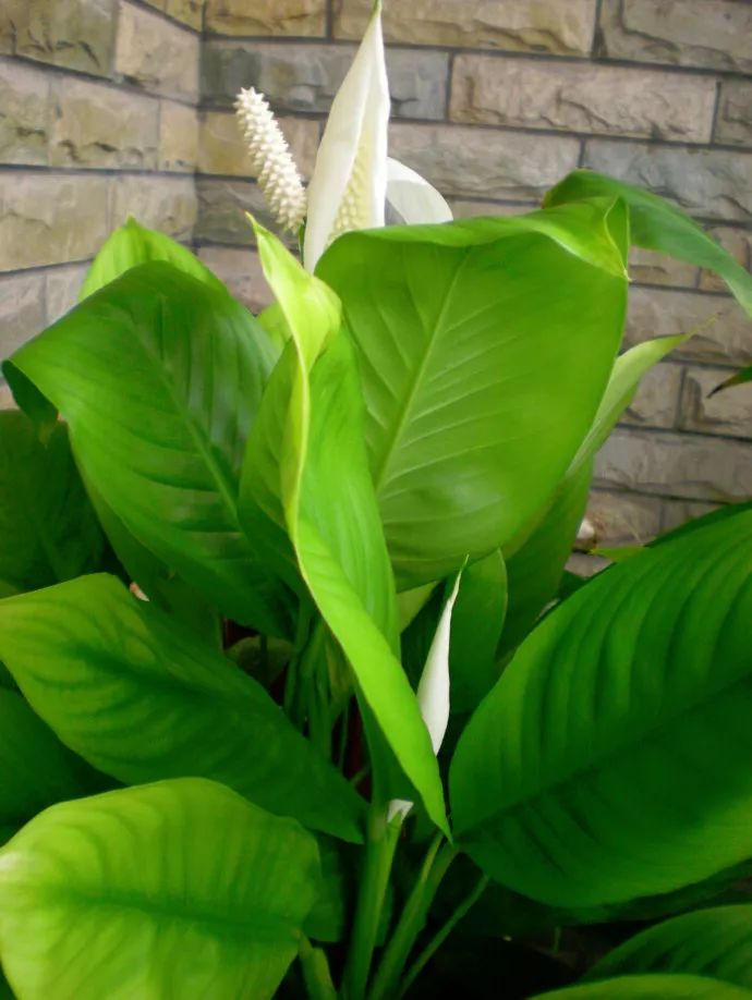 五星梅的养殖方法